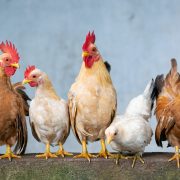 Livestock
