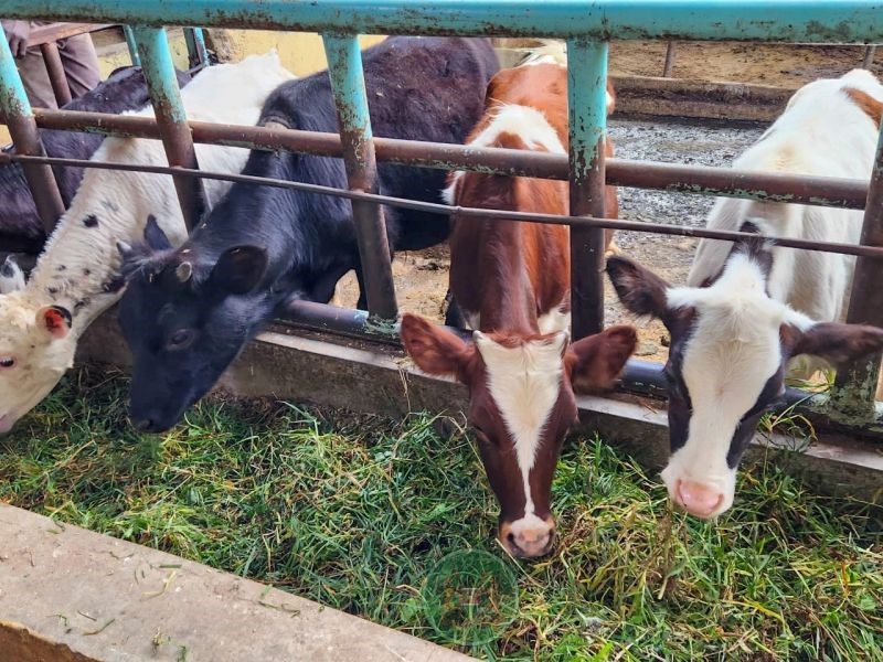 Livestock