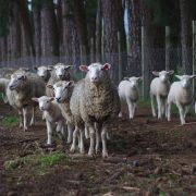 Livestock